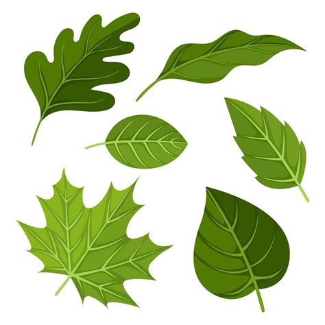 leaf clipart|Leaves Clip Art Vectors & Illustrations for Free Download.